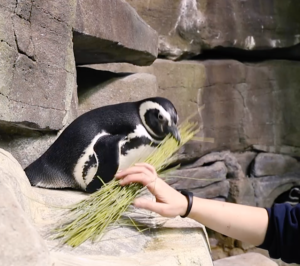 Shedd Aquarium penguins and Lyric Opera of Chicago